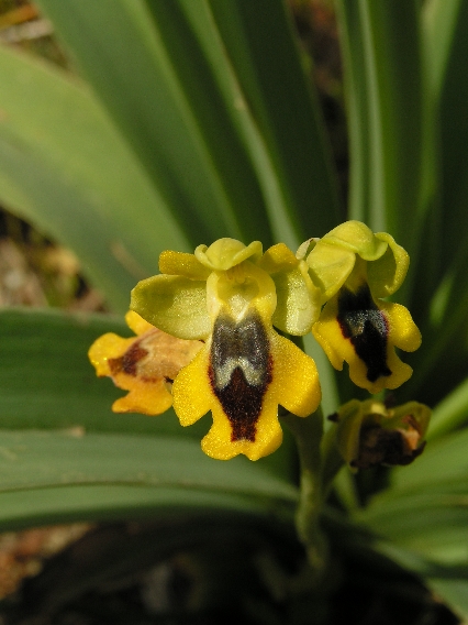 O. sicula 3.JPG