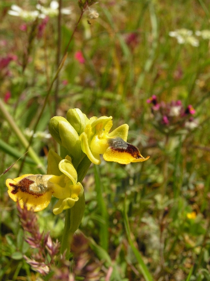 O. sicula 1.JPG