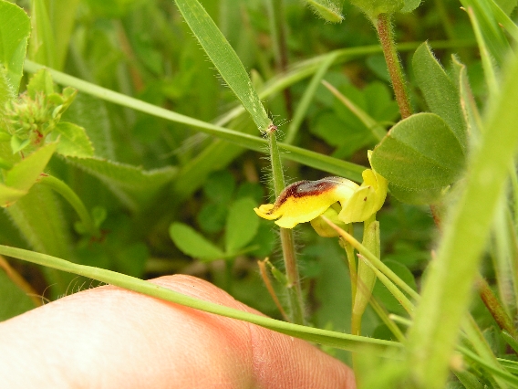O. phryganae 4.JPG