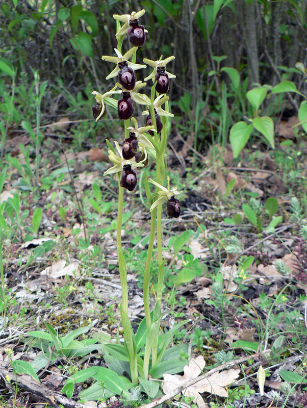 Ophrys spec #1.jpg