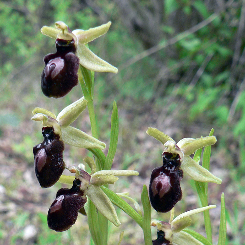 Ophrys spec #2.jpg