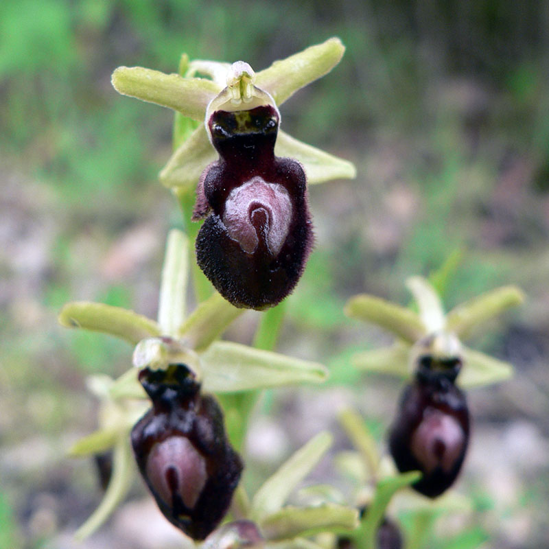 Ophrys spec #3.jpg
