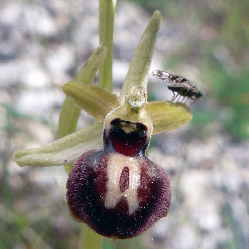 Ophrys spec #4.jpg