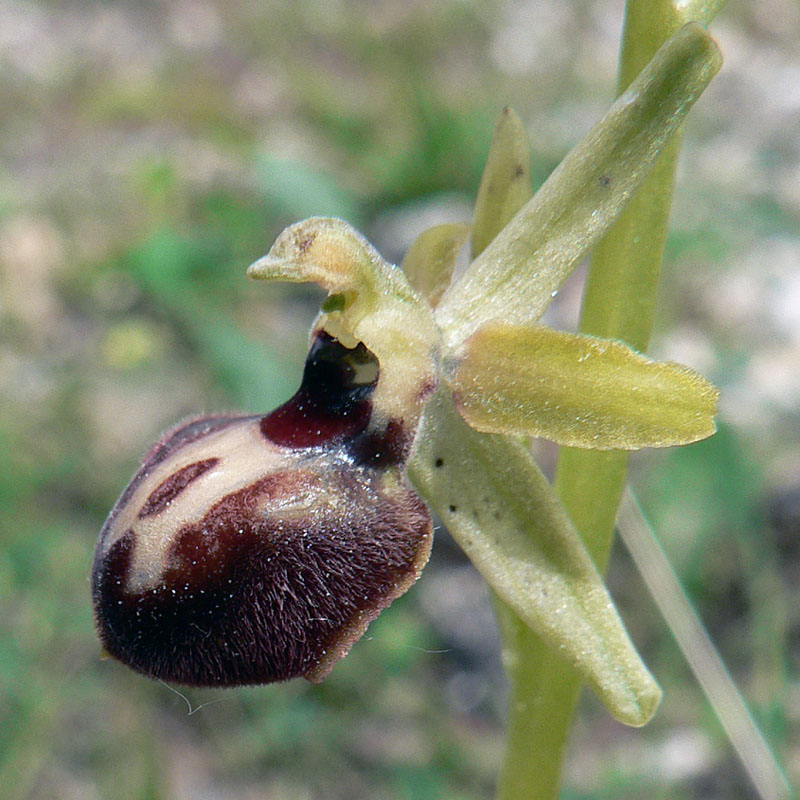Ophrys spec #5.jpg
