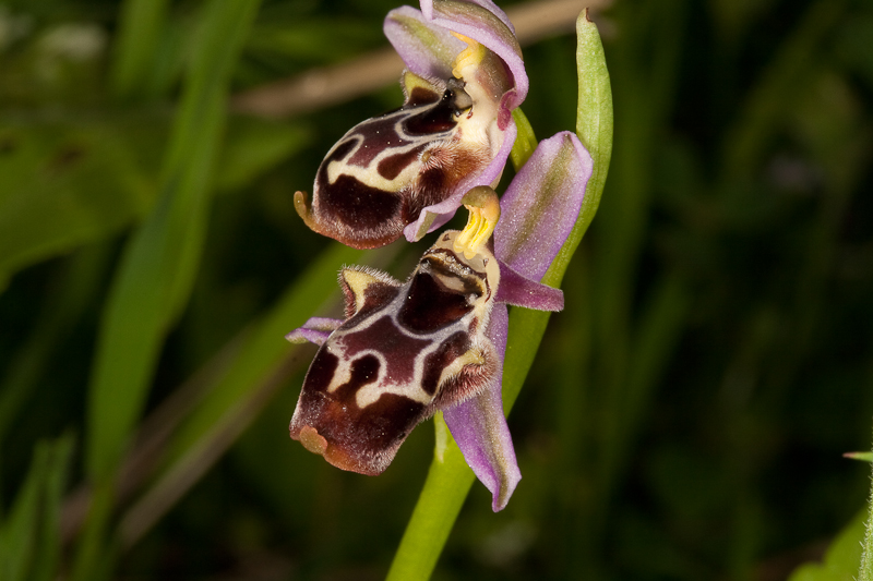 Ophrys species-190412-8644.jpg