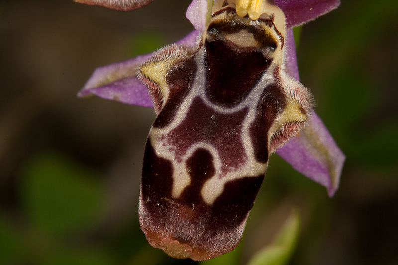 Ophrys species-190412-8645.jpg