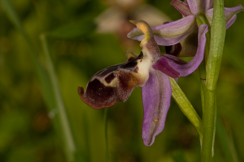 Ophrys species-190412-8646.jpg