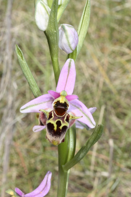 Ophrys samiotissa Ireon S24 16-4-2011 1 (23).JPG