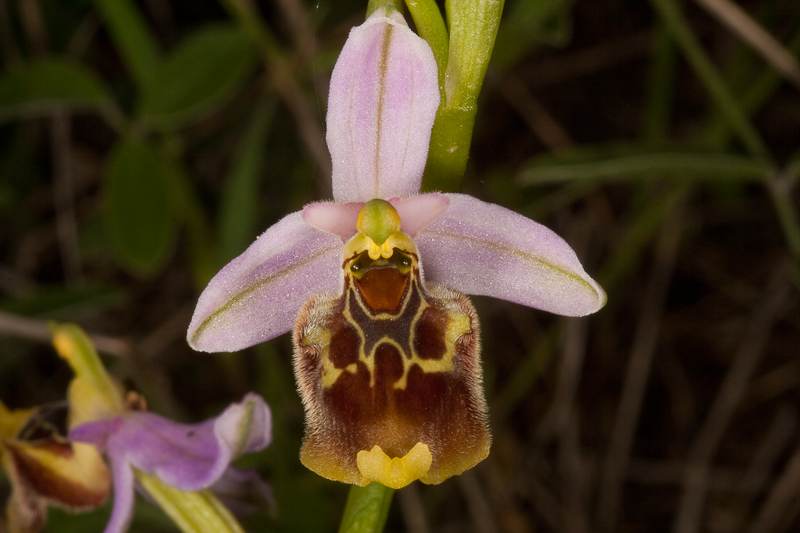 Ophrys samiotissa-170412-8503.jpg