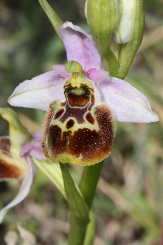 Ophrys pseudo heterochila Mavratzei  S87 22-4-2011  (10).JPG