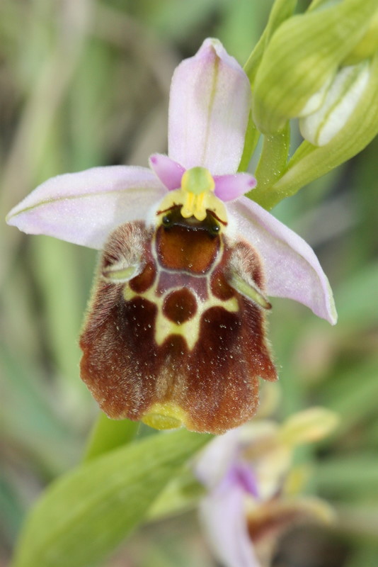Ophrys pseudo heterochila Mavratzei S76 22-4-2011  (8).JPG