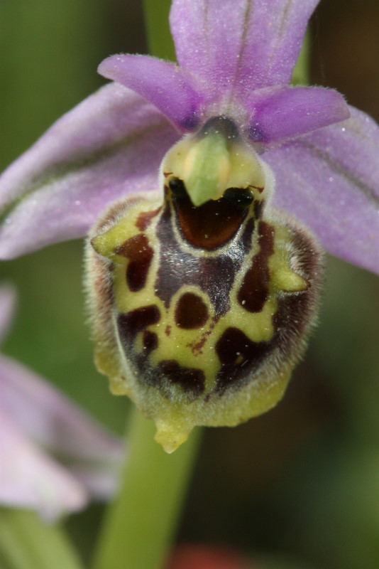 Ophrys pseudo heterochila Mavratzei S87  6-5-2011  (21).JPG
