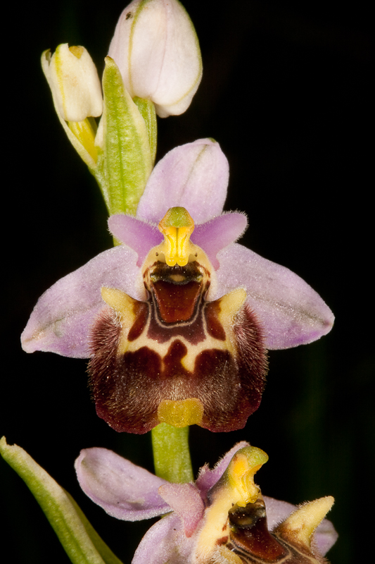 Ophrys heterochila-170412-8550.jpg