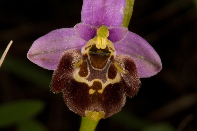 Ophrys heterochila-170412-8551.jpg