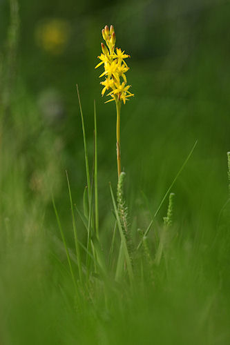 Narthecium ossifragum - Beenbreek.jpg