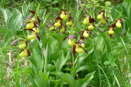 Foto is gemaakt met Panasonic TZ3. Ook ik vind dit teveel scherptediepte