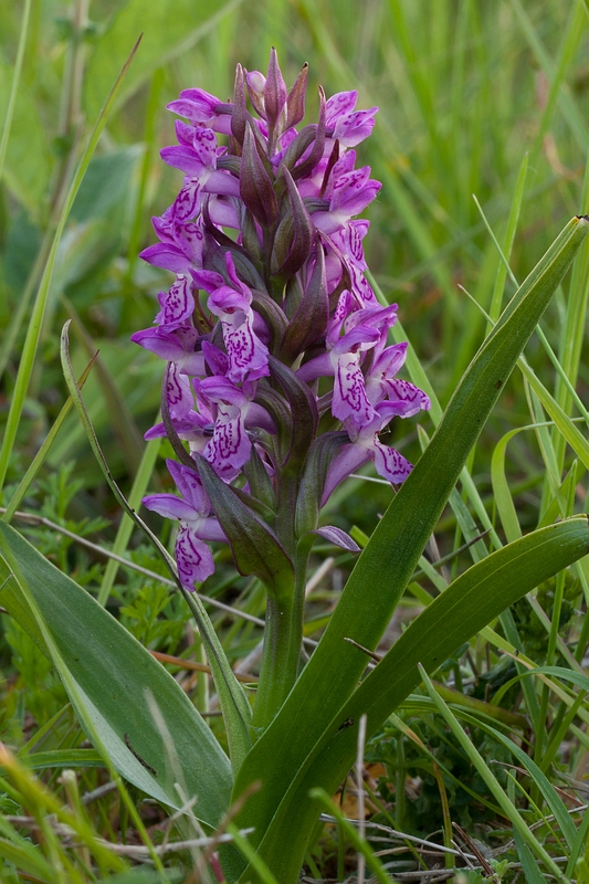 D. coccinea? Niet dus. D. incarnata?