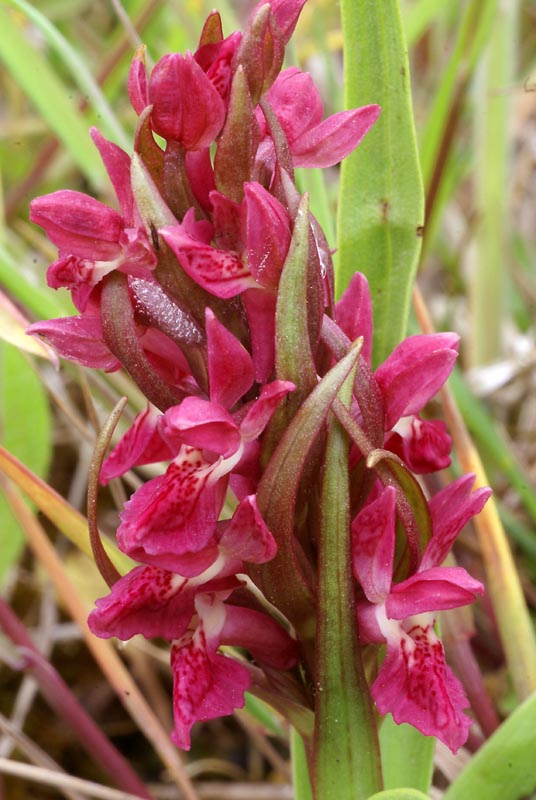D.incarnata ssp coccinea  7 juni 2010