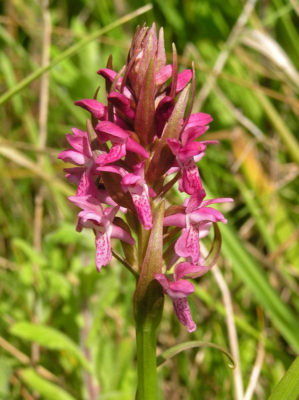 D. incarnata ssp. coccinea Oostvoorne 26-6-05 (4b).jpg