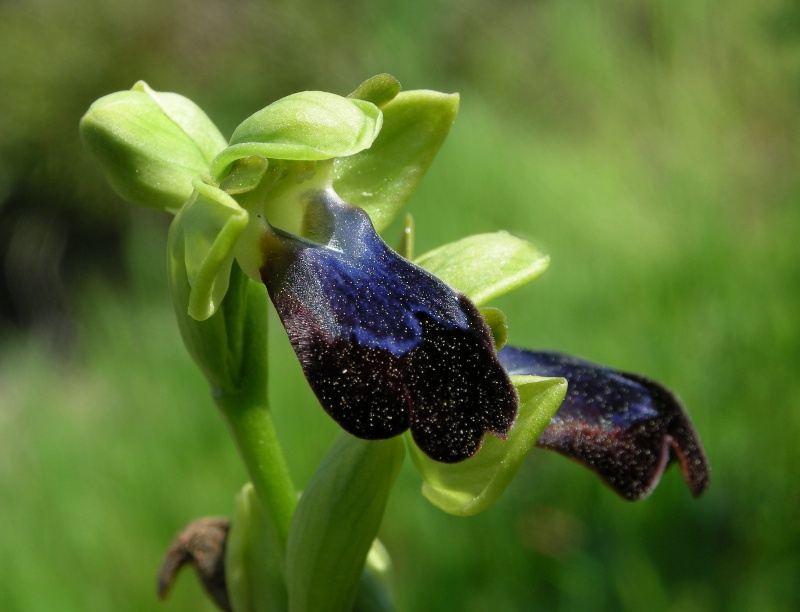 Ophrys iricolor, Rhodos