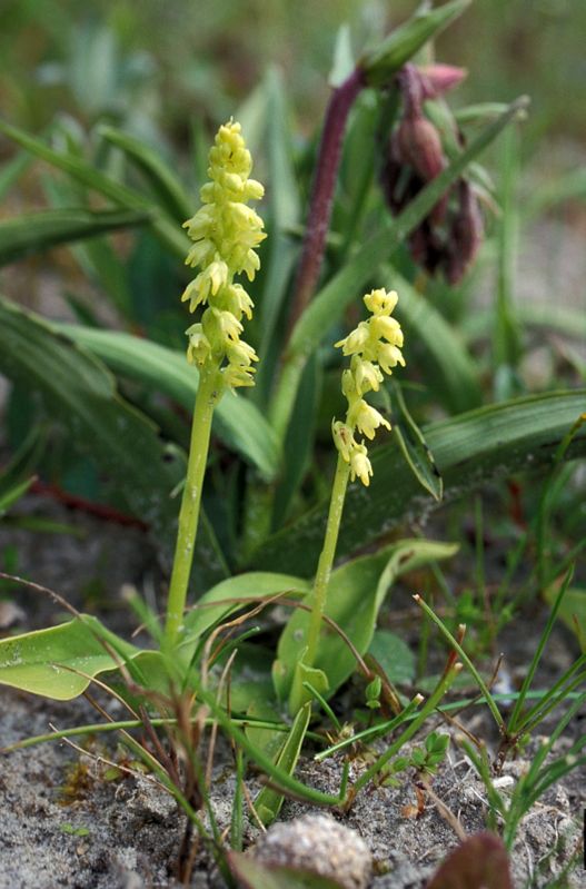 H. monorchis Schiermonnikoog (1b) HD.jpg