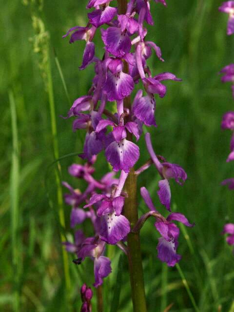 O. mascula aangeplant Wijster.jpg