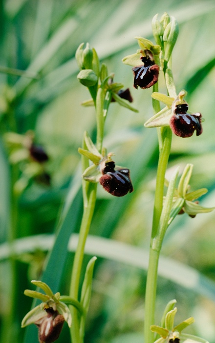 Ophrys incubacea