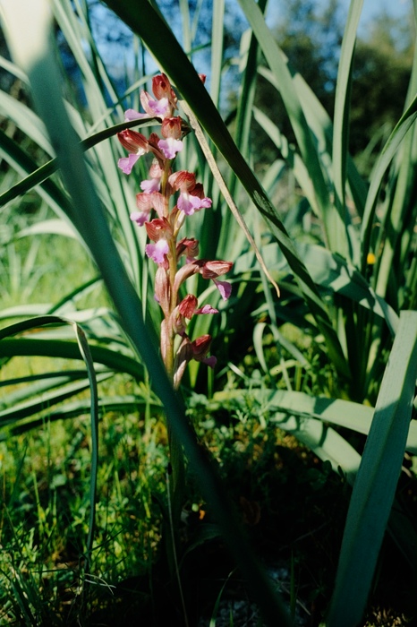 Orchis papilionacea