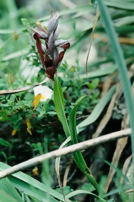 Serapias cordigera