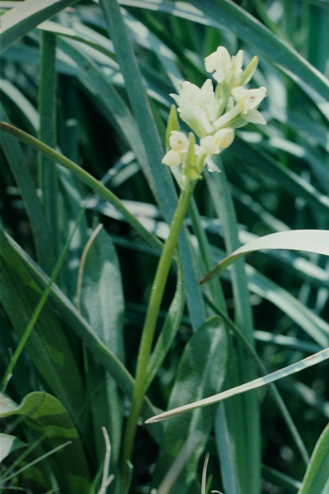 Orchis provincialis - Stippelorchis