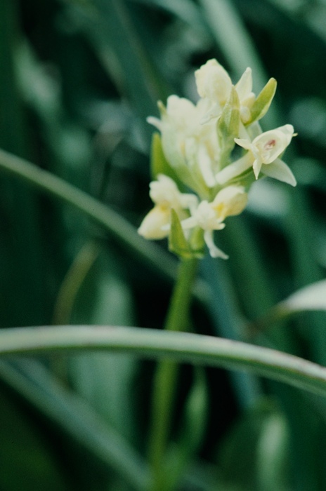 Orchis provincialis - Stippelorchis