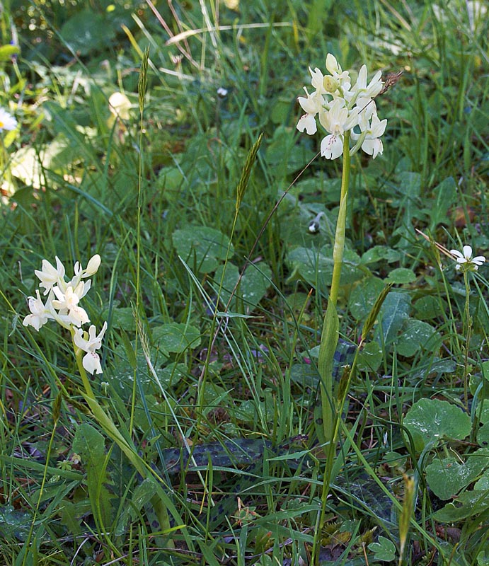 Orchis provincialis, Chios 2 mei 2007