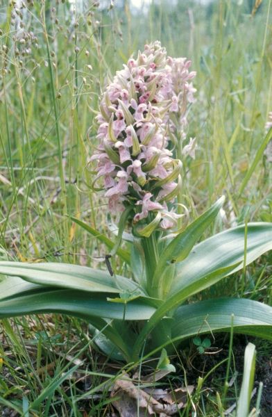 Dactylorhiza incarnata var lobelii, HD.jpg