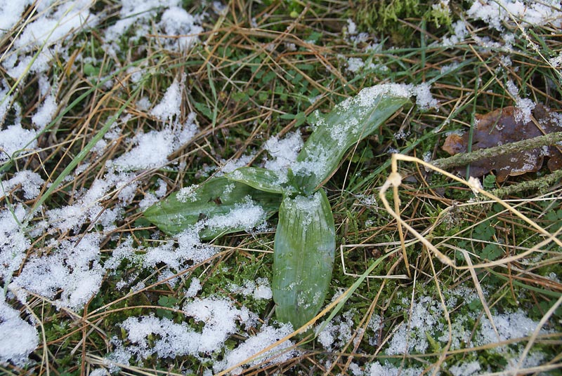 rozet Bokkenorchis Kennemerduinen 5-1-09