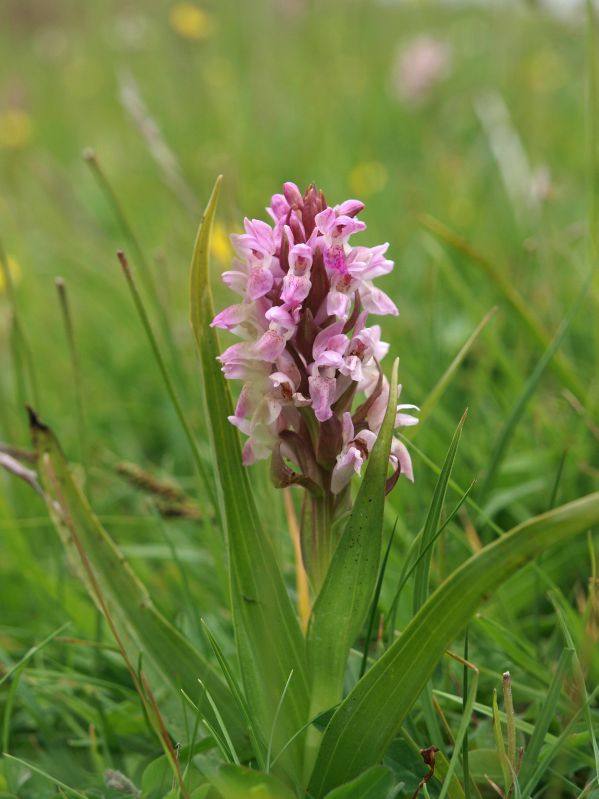 D. incarnata ssp. dunensis Schiermonnikoog 05-06-11 (20b).jpg