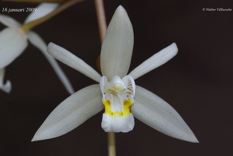 Coelogyne1.JPG