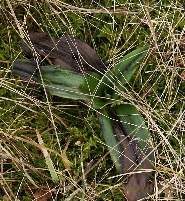 Himanmtoglossum hircinum rozet 16 feb 2013