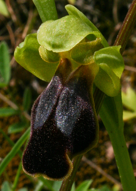 Ophrys fusca subsp. kedra C04_1518.jpg
