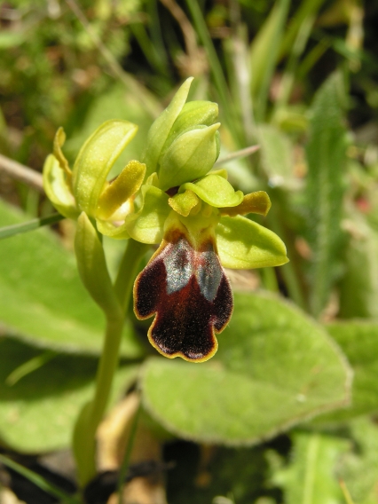 Ophrys cressa.jpg