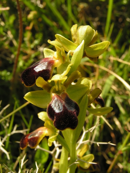 Ophrys creberrima.JPG