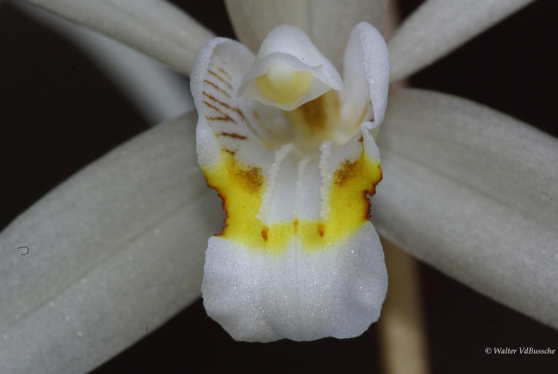 Coelogyne4.JPG