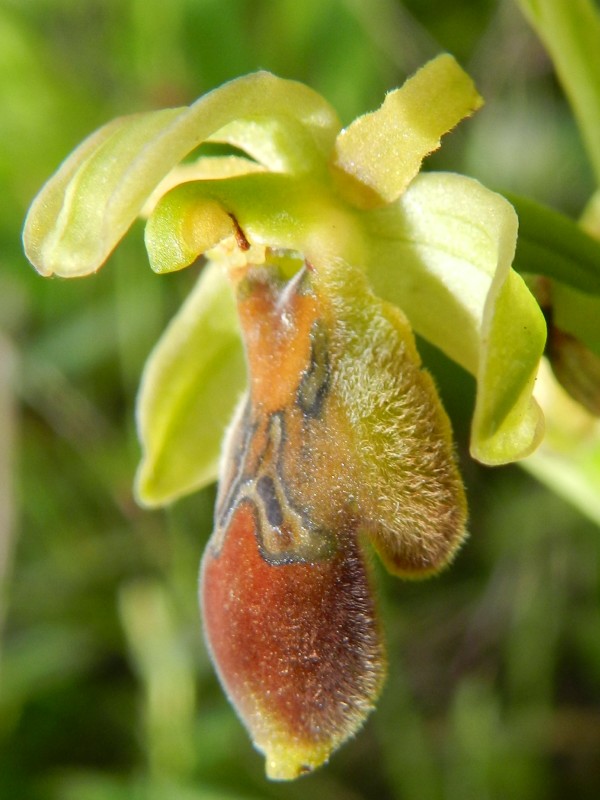 RSCN4495 (600 x 800).jpg