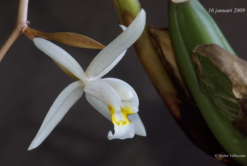 Coelogyne3.JPG