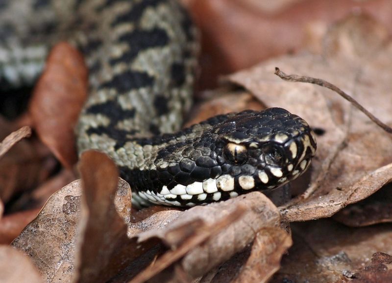 Adder Lhee 06-03-13 (5).jpg