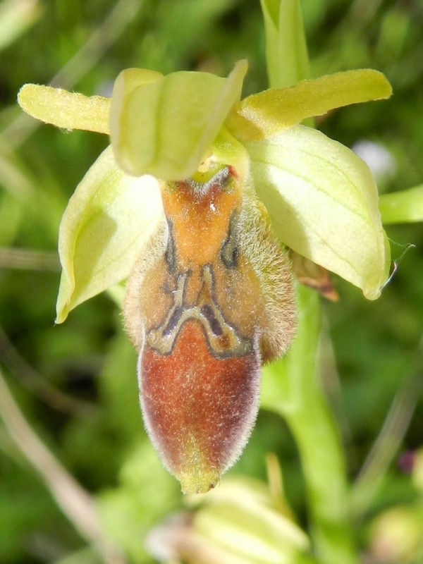 Ophrys calocaerina x Ophrys discors (biancae) ??
