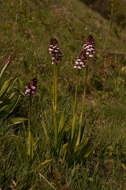15042011 O.purpurea.jpg