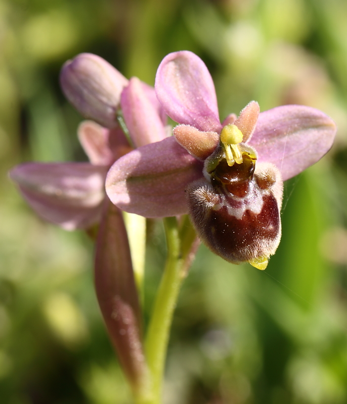 ophrys.JPG