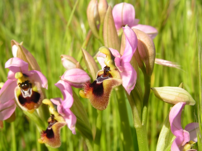 Ophrys tenthredinifera neglecta.jpg