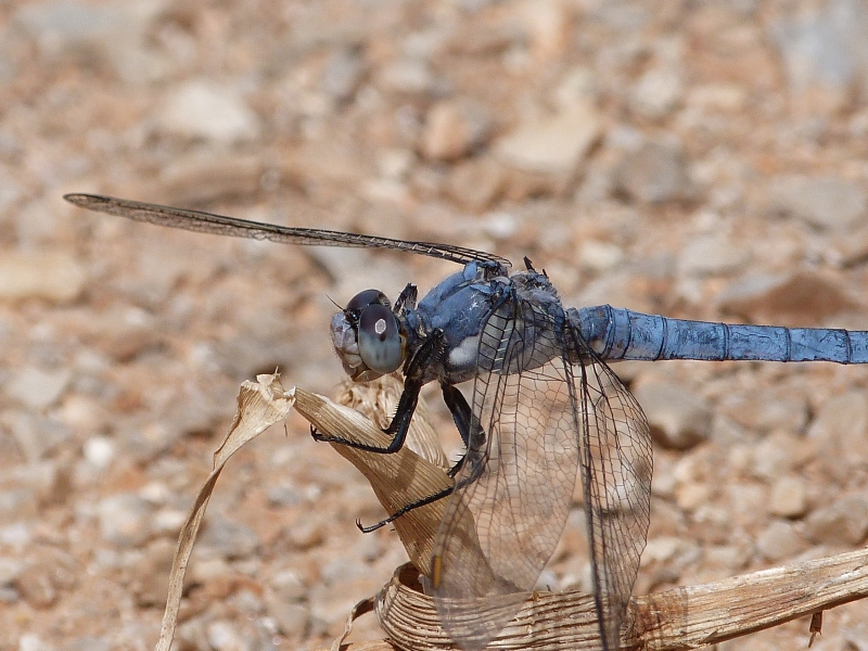 Libelle.jpg