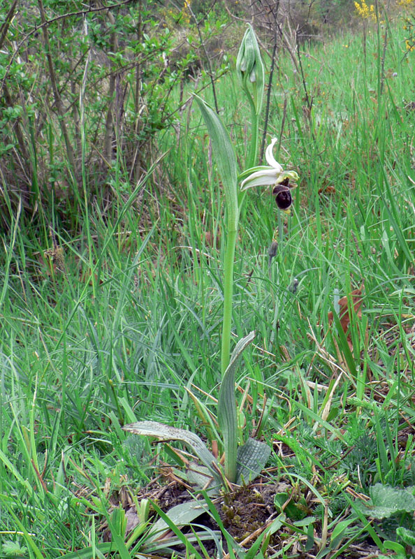 plant